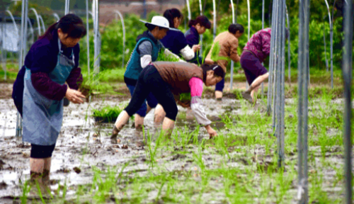 梦见插秧苗是什么兆头 梦见自己在田里插秧是什么意思