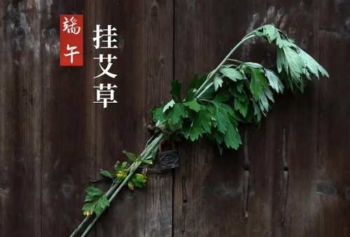 挂艾草的寓意 端午节挂艾草的寓意