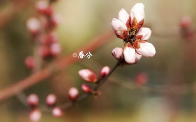 2022年春分适合订婚吗?是不是订婚的好日子?