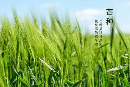 2022年芒种是几点几分什么时间?节气为什么可以精确到时分?