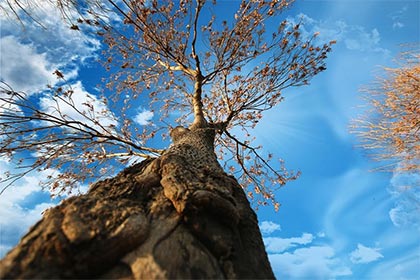 2022年农历腊月十七是不是节日?腊月十七要干嘛