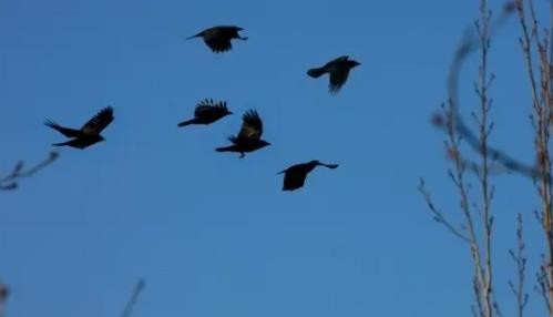 梦见乌鸦有什么预兆 梦见乌鸦大量出现预示着什么