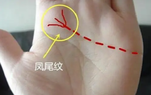 凤尾纹手相女人命运 凤尾纹的女人好不好
