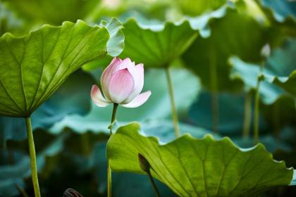为什么雨水节气会天阴 雨水节气的谚语解析
