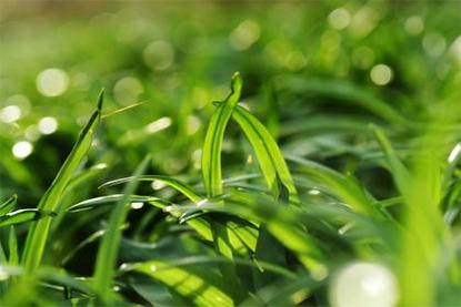 雷击木放在家里禁忌 雷击木的讲究解析