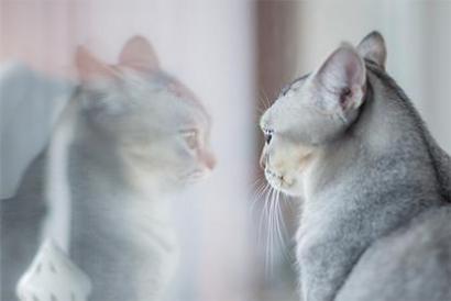 属虎为什么不能看猫崽 猫的生产需要注意什么