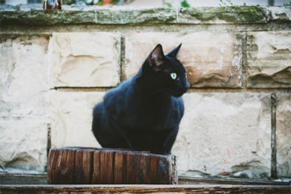 捡猫真的会不吉利吗 捡小猫回家有忌讳吗