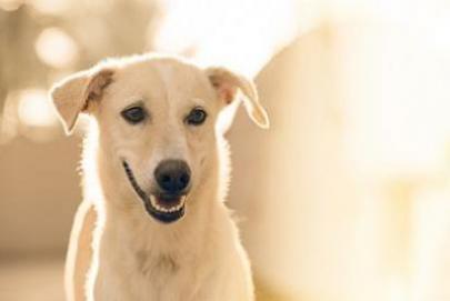 狗晚上1点钟一直叫 幼犬半夜一直叫唤为什么