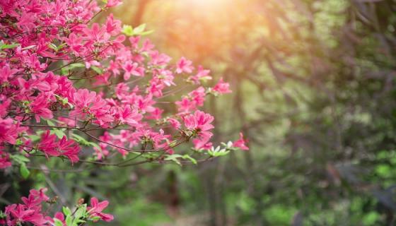 梦见杜鹃花是什么意思 梦见杜鹃花是什么预兆
