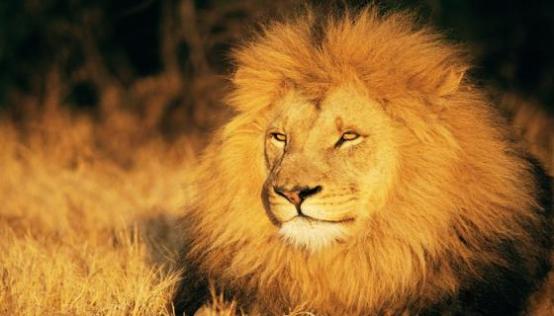 梦见被狮子追是什么意思 梦见被狮子追有什么预兆