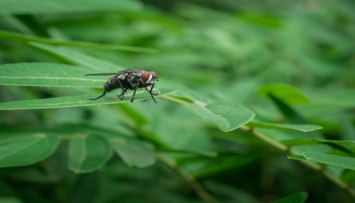 梦见害虫是什么意思 梦见害虫有什么预兆