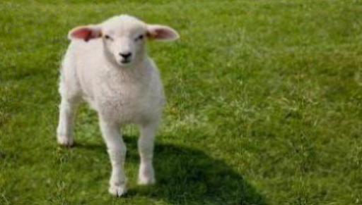 梦见独角羊是什么意思 梦见独角羊有什么预兆