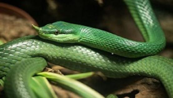 梦见绿色的蛇是什么意思 梦见绿色的蛇有什么预兆