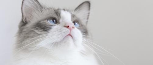 梦见被猫咬出血是什么意思