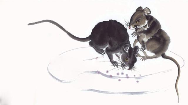 生肖猪和鼠配吗