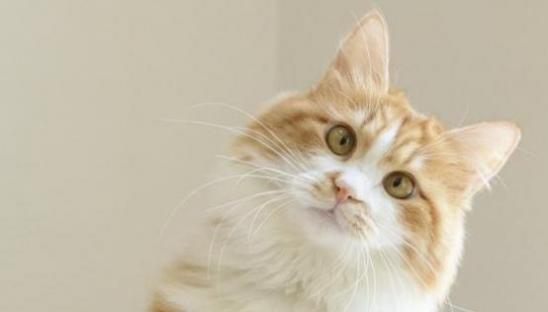 梦到被猫咬手不放是什么意思
