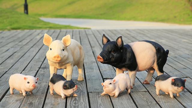 兔爸爸和猪宝宝相冲吗