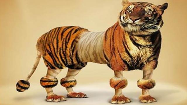 属虎和属猪的合不合