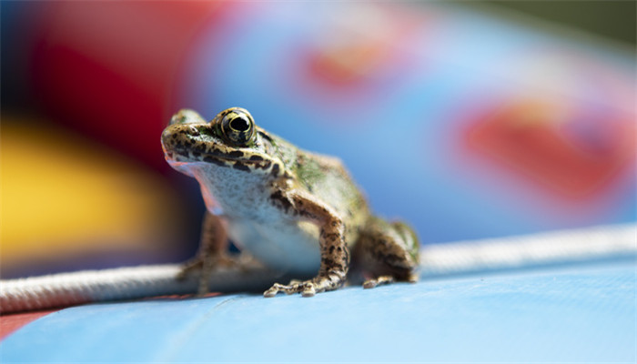 梦见捉青蛙是什么预兆