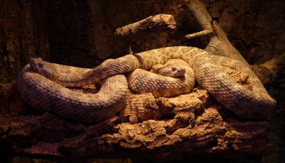 梦见三条大蟒蛇是什么意思