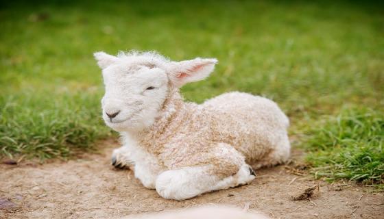 梦见羊羔是什么意思