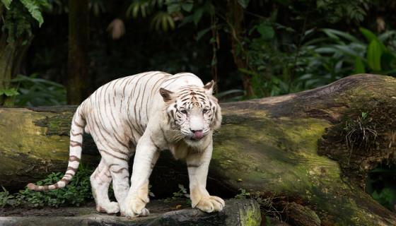 梦见白色老虎意味着什么?
