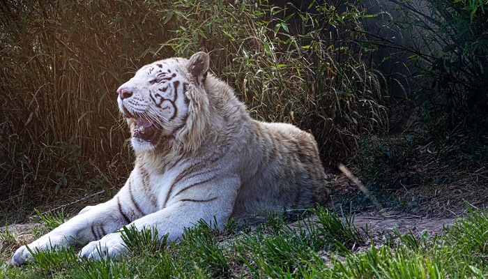梦见白色老虎意味着什么?