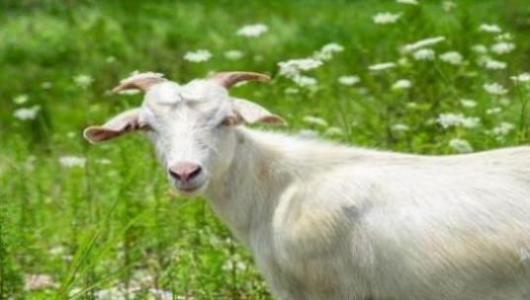 梦见羊肉是什么意思周公解梦