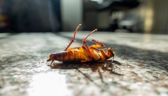 梦到很多蟑螂是什么意思