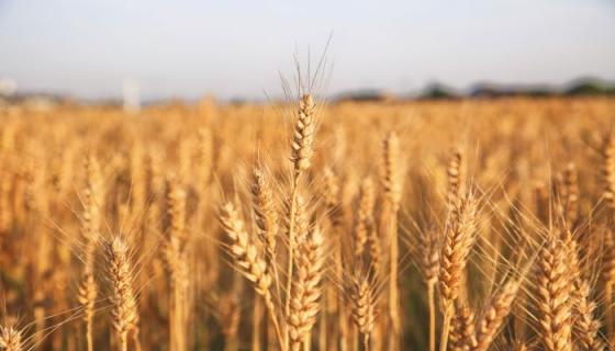 梦见收小麦是什么意思
