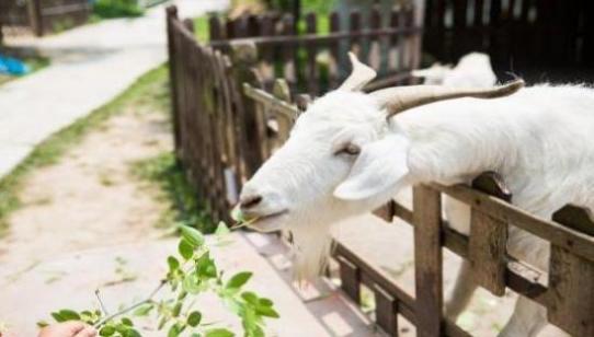 引狼入室是什么生肖?