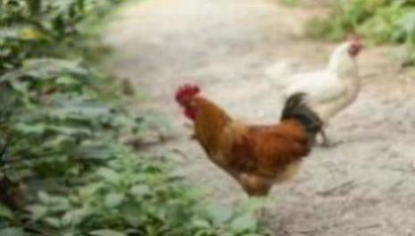 怒发冲冠打一个生肖