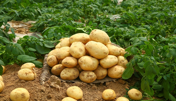梦见卖土豆是什么意思