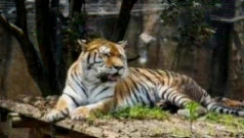 农夫家里出千金猜一生肖