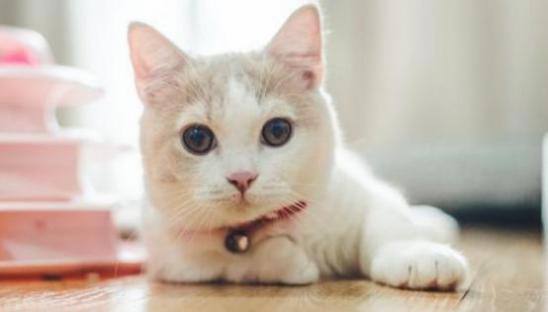 做梦被猫追着咬了预示着什么
