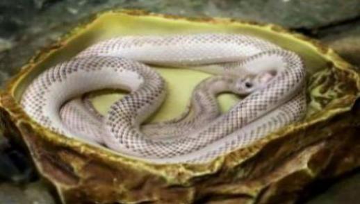 梦见白色的大蟒蛇是什么意思