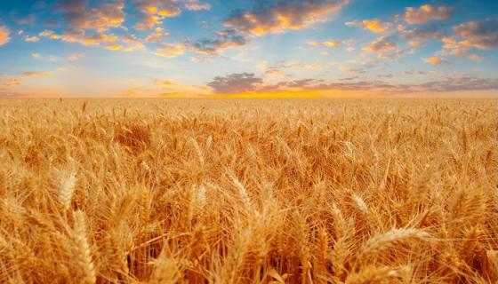梦见收割小麦子预示着什么