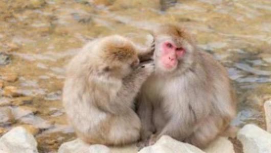 两鬓斑白是指什么生肖