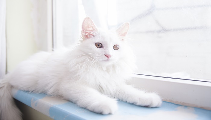 梦见白猫是什么意思 梦见白猫是什么预兆