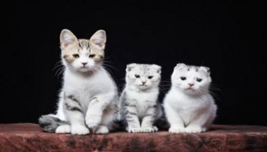 梦到猫什么意思 梦到猫预示什么