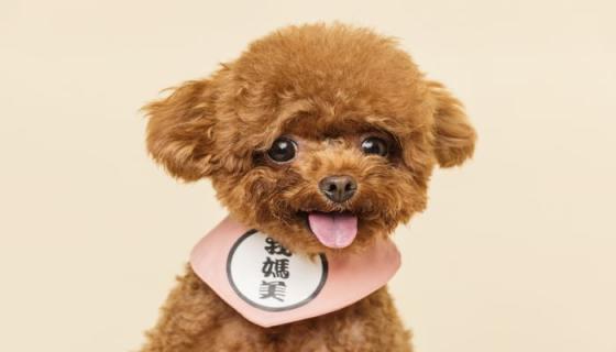 外强中干指的是什么生肖
