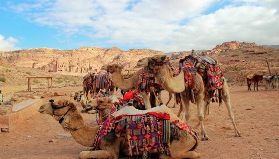梦到骆驼是什么意思周公解梦