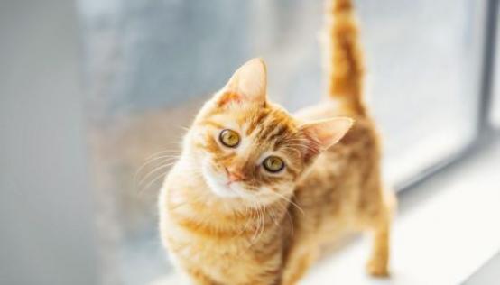 梦见在找猫是什么意思 梦见在找猫有什么预兆