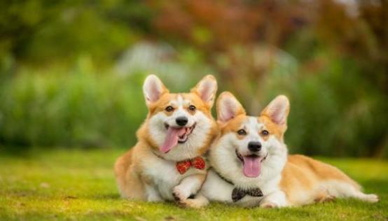 贵贱不分猜一生肖