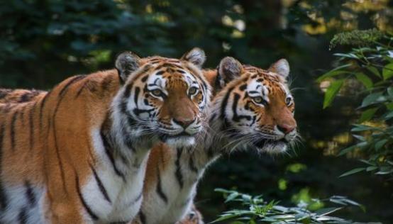 梦见老虎和老虎是什么意思 梦见老虎和老虎有什么预兆