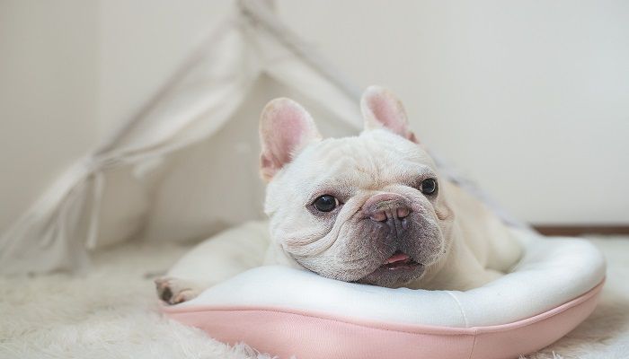 金犬野地巡是什么生肖