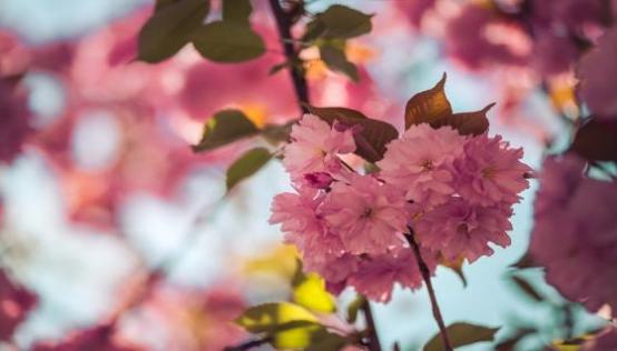 梦见搬花是什么意思 梦见搬花有什么预兆