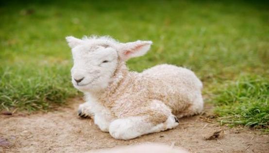梦见宰羊的预兆是什么