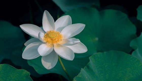 梦见摘白花是什么意思 梦见摘白花有什么预兆
