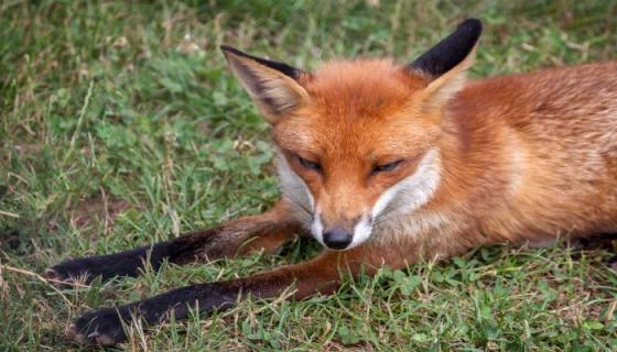 梦见杀狐狸是什么意思 梦见杀狐狸有什么预兆